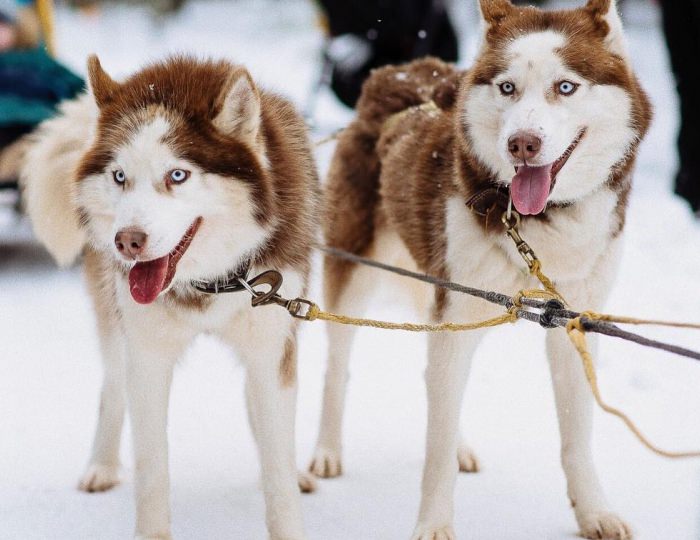Зимние развлечения - Парк-отель «Бухта Коприно»