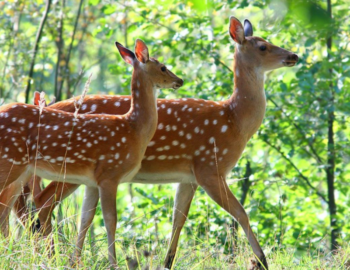 Экопарк - Парк-отель «Бухта Коприно»