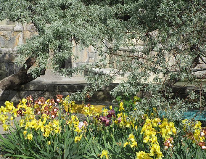 Парк-памятник садово-паркового искусства - ТОК «Судак»