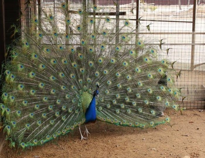 Услуги, развлечения и спорт - Отель «АлександрЪ»