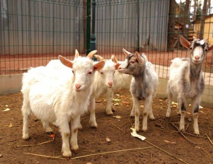 Услуги, развлечения и спорт - Отель «АлександрЪ»