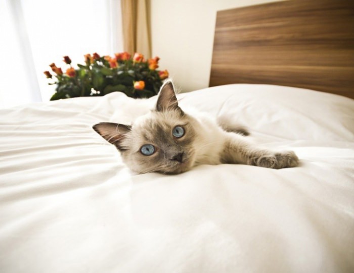 Размещение с животными - Отель «28» Роза Хутор