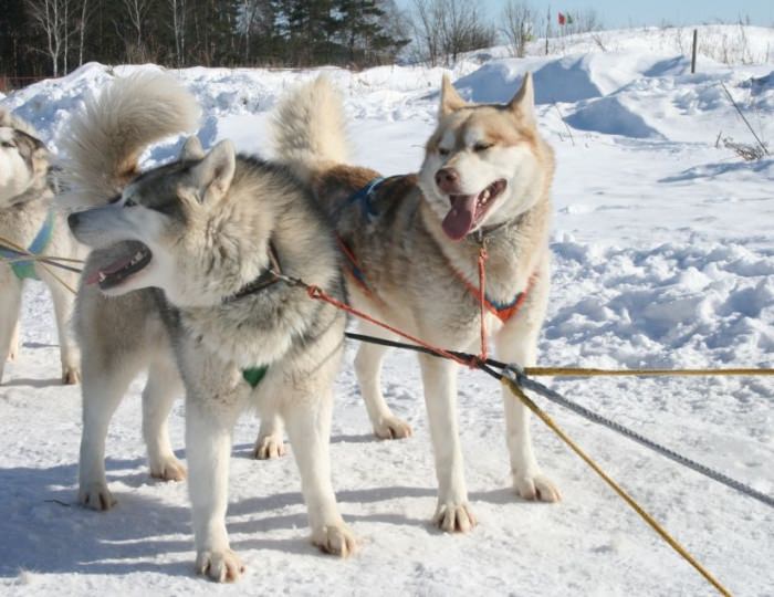 Хаски-парк - Парк-отель «Русский» (бывш. «Дракино»)