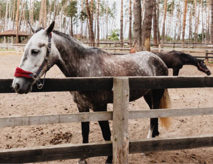 Конно-спортивный клуб «Пегас» - Парк-отель «Русский» (бывш. «Дракино»)