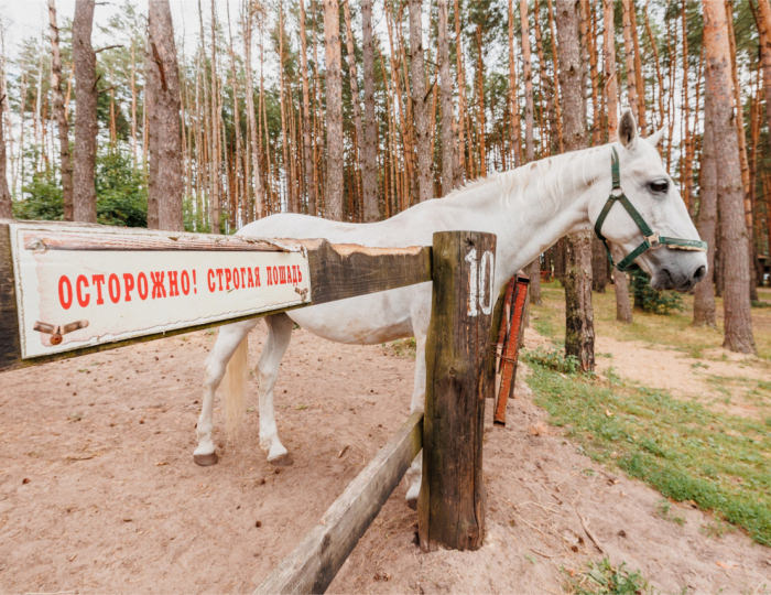 Конно-спортивный клуб «Пегас» - Парк-отель «Русский» (бывш. «Дракино»)