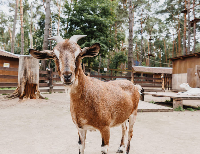 Мини-зоопарк - Парк-отель «Русский» (бывш. «Дракино»)