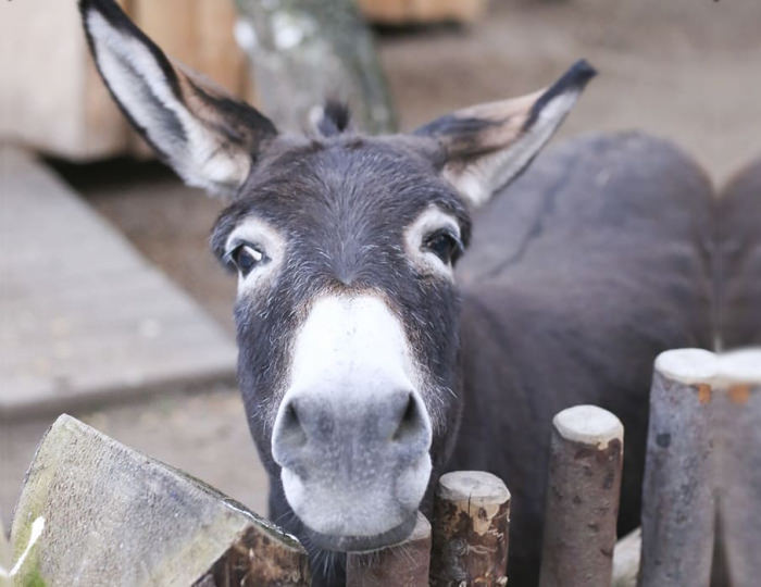 Мини-зоопарк - Парк-отель «Русский» (бывш. «Дракино»)