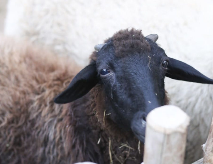 Мини-зоопарк - Парк-отель «Русский» (бывш. «Дракино»)