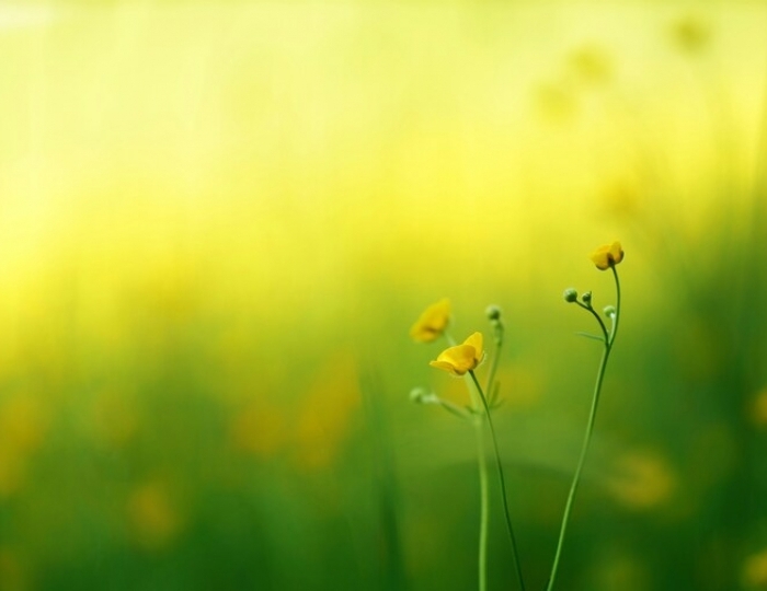 Курортная - Санаторий «Дубрава»