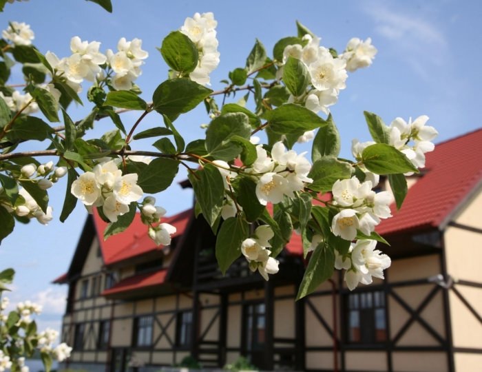 Гостиница «Пихтовое» Высоцк