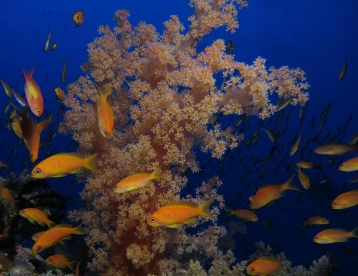 Mosaique 4 звезды, Эль-Гуна, Египет