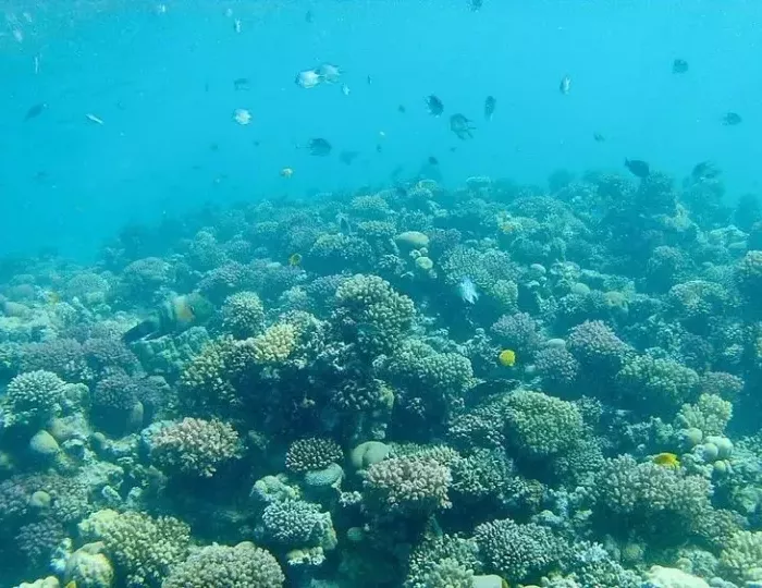 Tropitel Sahl Hasheesh 5 звезд, Хургада, Египет