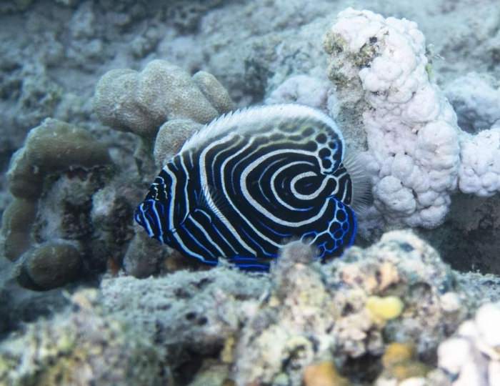 Swisstouch Oriental Resort Marsa Alam 4 звезды, Эль-Кусейр, Египет