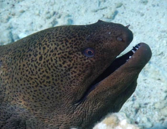 Swisstouch Oriental Resort Marsa Alam 4 звезды, Эль-Кусейр, Египет