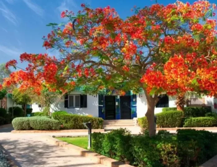 Ghazala Beach Hotel 4 звезды, Шарм-эль-Шейх, Египет