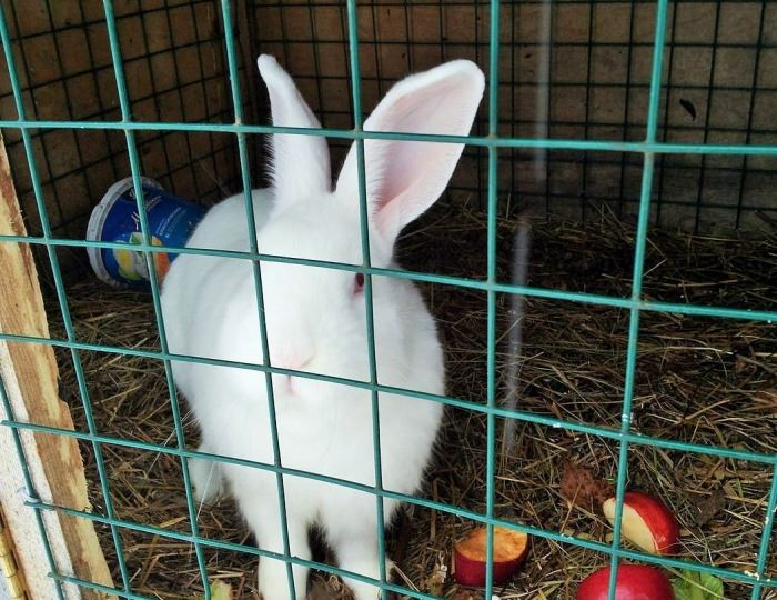 Мини-зоопарк - Загородный клуб «Медвежьи Озера»