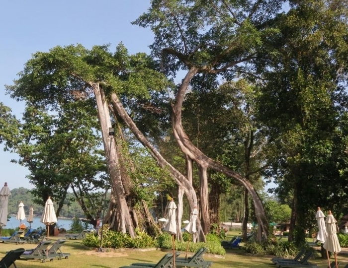 Khaolak Merlin Resort 4 звезды, Као Лак, Таиланд