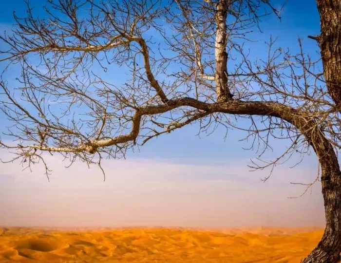 Liwa Hotel 5 звезд, Мезайраа, ОАЭ