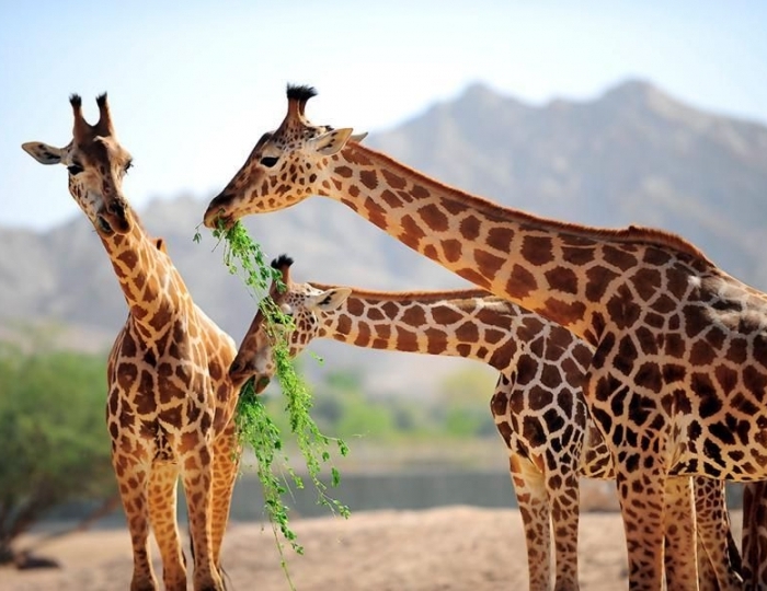 Mercure Grand Jebel Hafeet Al Ain 4 звезды, Аль-Айн, ОАЭ