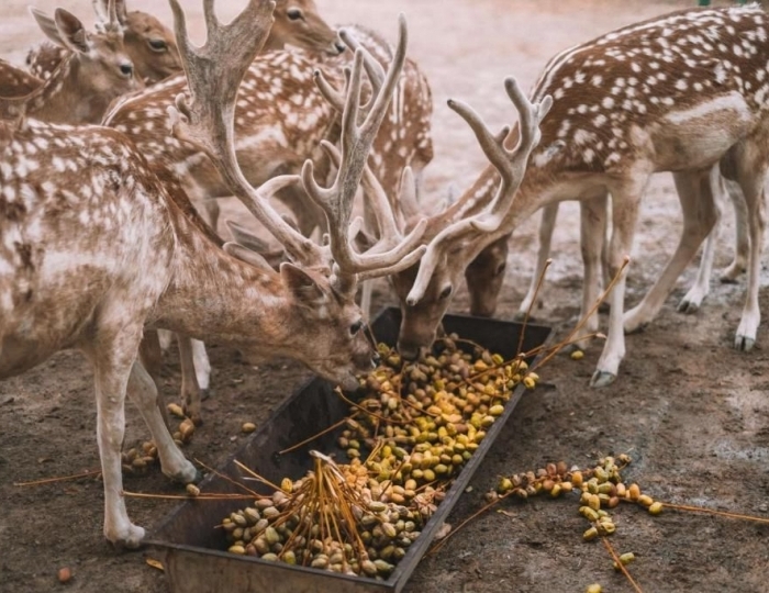 JA Hatta Fort Hotel 4 звезды, Хатта, ОАЭ