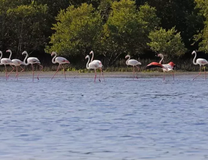 Flamingo Beach Resort Bin Majid 3 звезды, эмират Умм Аль Кувейн, ОАЭ