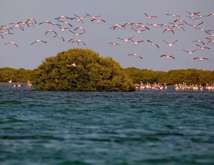 Flamingo Beach Resort Bin Majid 3 звезды, эмират Умм Аль Кувейн, ОАЭ