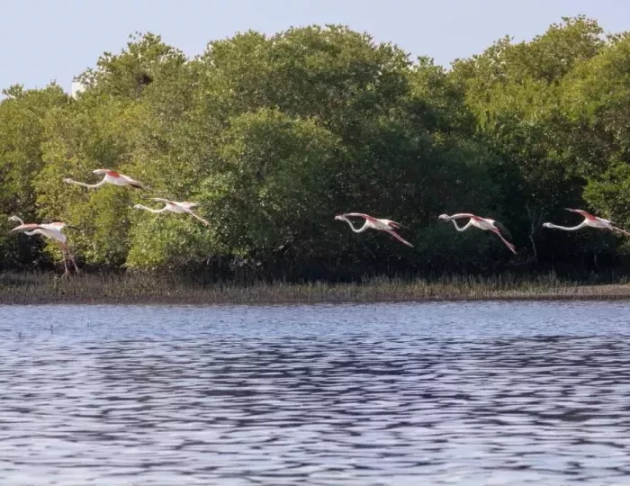 Flamingo Beach Resort Bin Majid 3 звезды, эмират Умм Аль Кувейн, ОАЭ