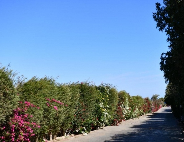 Wadi Lahmy Azur Resort 4 звезды, Абу-Хусун, Египет