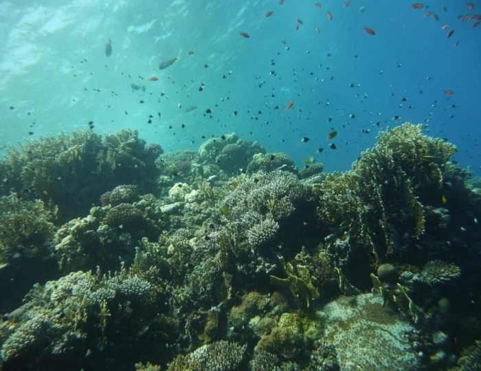 Novotel Marsa Alam 5 звезд, Эль-Кусейр, Египет