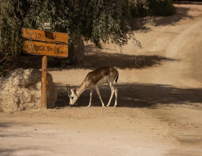 Telal Resort 5 звезд, Аль-Айн, ОАЭ