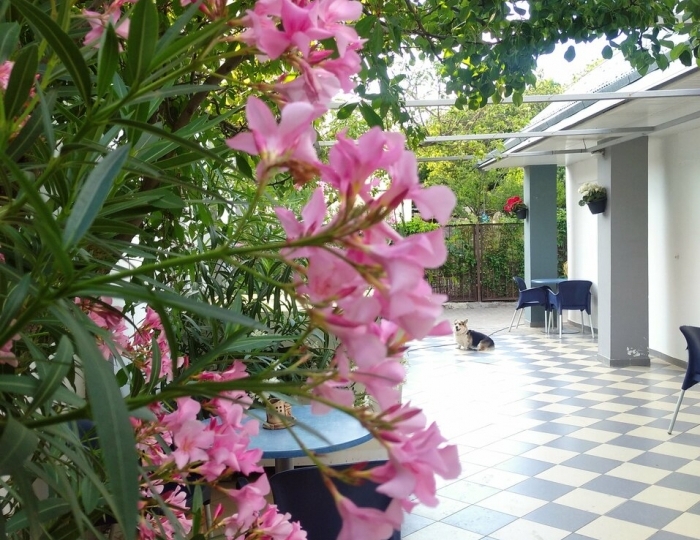 Гостевой дом «Мохито» Геленджик