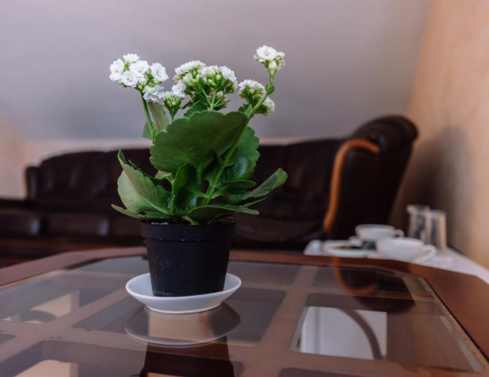 Номер люкс (с завтраком) - Отель «Oto Смоленск» Смоленск