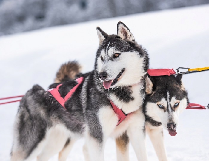 Горные развлечения: зима - Отель Riders Lodge / Райдерс Лодж
